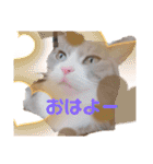あんずこむぎたむだいちゃんのおはよー挨拶（個別スタンプ：11）