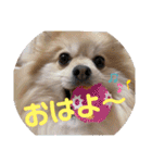 あんずこむぎたむだいちゃんのおはよー挨拶（個別スタンプ：12）