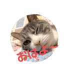 あんずこむぎたむだいちゃんのおはよー挨拶（個別スタンプ：13）