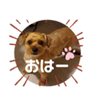 あんずこむぎたむだいちゃんのおはよー挨拶（個別スタンプ：14）