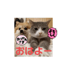 あんずこむぎたむだいちゃんのおはよー挨拶（個別スタンプ：15）