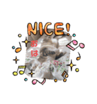 あんずこむぎたむだいちゃんのおはよー挨拶（個別スタンプ：17）