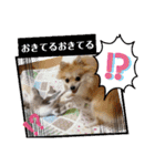 あんずこむぎたむだいちゃんのおはよー挨拶（個別スタンプ：27）