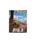 あんずこむぎたむだいちゃんのおはよー挨拶（個別スタンプ：29）