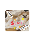 あんずこむぎたむだいちゃんのおはよー挨拶（個別スタンプ：30）