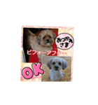 あんずこむぎたむだいちゃんのおはよー挨拶（個別スタンプ：31）