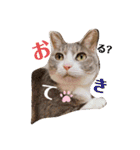 あんずこむぎたむだいちゃんのおはよー挨拶（個別スタンプ：33）