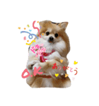 あんずこむぎたむだいちゃんのおはよー挨拶（個別スタンプ：34）