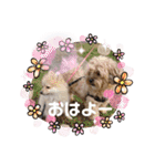 あんずこむぎたむだいちゃんのおはよー挨拶（個別スタンプ：35）