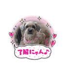 あんずこむぎたむだいちゃんのおはよー挨拶（個別スタンプ：38）