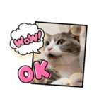 あんずこむぎたむだいちゃんのおはよー挨拶（個別スタンプ：40）