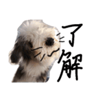 もふもふ犬さぶもも（個別スタンプ：1）