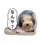もふもふ犬さぶもも（個別スタンプ：3）