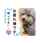 もふもふ犬さぶもも（個別スタンプ：4）