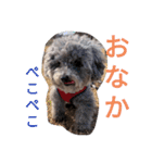 もふもふ犬さぶもも（個別スタンプ：5）