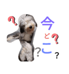 もふもふ犬さぶもも（個別スタンプ：6）