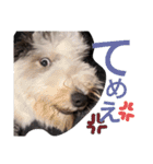 もふもふ犬さぶもも（個別スタンプ：7）