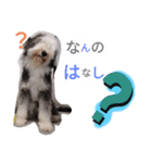 もふもふ犬さぶもも（個別スタンプ：9）