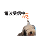 もふもふ犬さぶもも（個別スタンプ：10）
