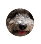 もふもふ犬さぶもも（個別スタンプ：11）