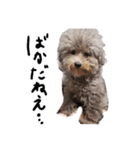 もふもふ犬さぶもも（個別スタンプ：12）