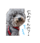 もふもふ犬さぶもも（個別スタンプ：13）