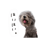もふもふ犬さぶもも（個別スタンプ：14）