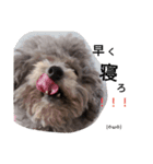 もふもふ犬さぶもも（個別スタンプ：15）