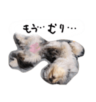 もふもふ犬さぶもも（個別スタンプ：16）