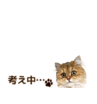 ペルシャのクッキーの子猫写真スタンプ4（個別スタンプ：14）