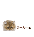 ペルシャのクッキーの子猫写真スタンプ4（個別スタンプ：15）
