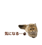 ペルシャのクッキーの子猫写真スタンプ4（個別スタンプ：17）