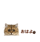 ペルシャのクッキーの子猫写真スタンプ4（個別スタンプ：29）