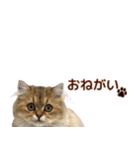 ペルシャのクッキーの子猫写真スタンプ4（個別スタンプ：31）