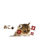 ペルシャのクッキーの子猫写真スタンプ4（個別スタンプ：37）