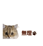 ペルシャのクッキーの子猫写真スタンプ4（個別スタンプ：39）