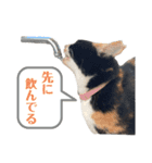 アロー猫2（個別スタンプ：1）