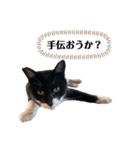 アロー猫2（個別スタンプ：2）