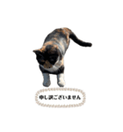 アロー猫2（個別スタンプ：3）