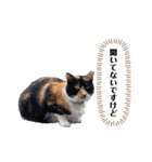 アロー猫2（個別スタンプ：4）