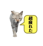 アロー猫2（個別スタンプ：5）