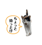 アロー猫2（個別スタンプ：6）