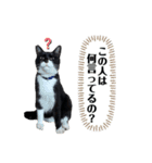 アロー猫2（個別スタンプ：7）