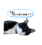アロー猫2（個別スタンプ：8）