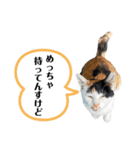 アロー猫2（個別スタンプ：9）