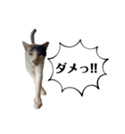アロー猫2（個別スタンプ：10）