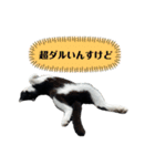 アロー猫2（個別スタンプ：12）