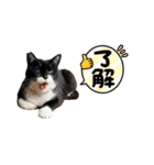 アロー猫2（個別スタンプ：13）