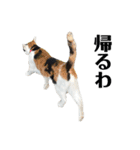 アロー猫2（個別スタンプ：15）