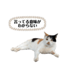アロー猫2（個別スタンプ：16）